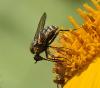Empis tessellata